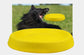 Dog Throwing Toy - Fun EVA Training Toy - The Pet Accessory Heaven