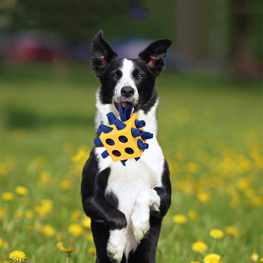 Dog Molar Chew Toy – Long-Lasting Fun – The Pet Accessory Heaven