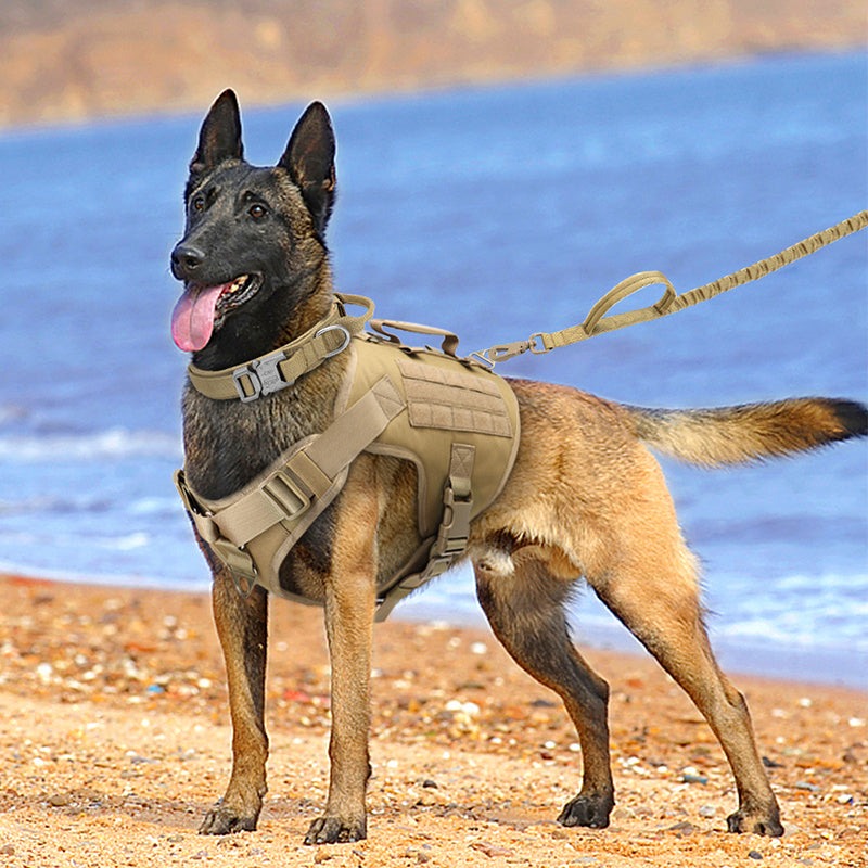 Dog wearing a tactical harness on a beach with water in the background